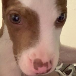 Meet your Posher, Dion